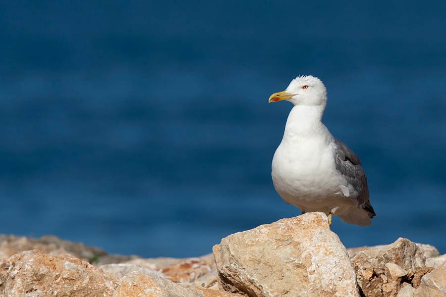 025 Mewa biaĹ‚ogĹ‚owa